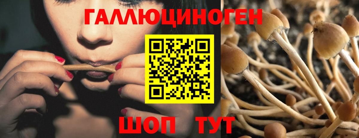Псилоцибиновые грибы Psilocybine cubensis Соль-Илецк